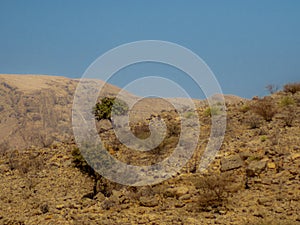 A lonely tree in the rocky desert mountains of Oman