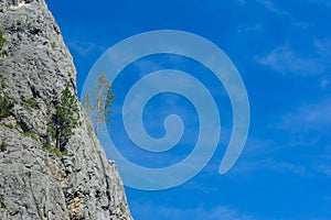 Lonely tree on rocky slope, blue sky in background