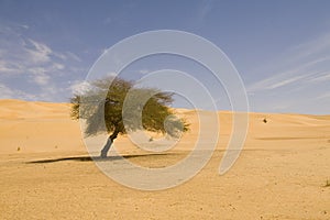 Lonely tree on Sahara