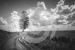 Lonely tree in Santa Catarina state countryside â€“ southern Brazil