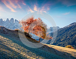 Lonely tree in Santa Maddalena village in front of the Geisler or Odle Dolomites Group. Colorful autumn sunrise in Dolomite Alps,