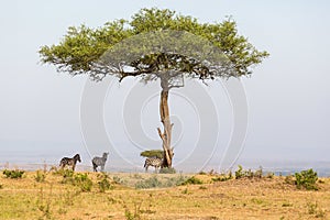 Lonely tree on the savannah with Zebras in the shade