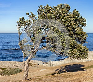 Lonely tree on the seashore in the morning sun