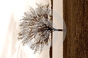 Lonely tree sepia