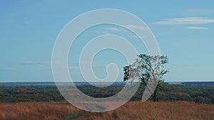 Lonely tree showing the colors of autumn, timelapse of sky the clouds.