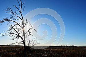 Lonely Tree Silhouette