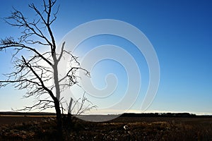 Lonely Tree Silhouette