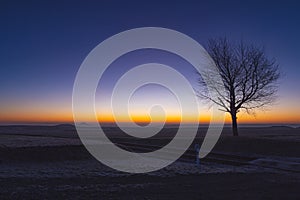 Lonely tree and silhouette of a Hazmburk castle