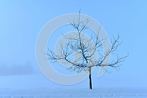 Lonely tree silhouette isolated on blue  background