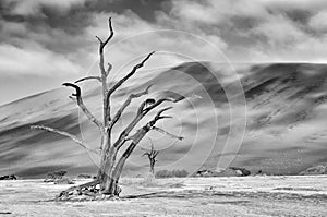 Lonely tree skeleton, Deadvlei, Namibia. Monochrome