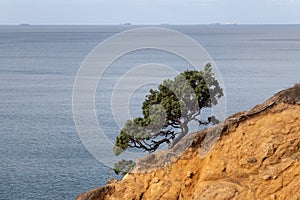 A lonely tree on a slope and blue sea on background, Waikato region, New Zealand