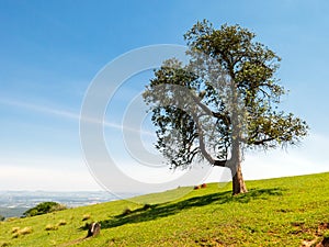 Lonely tree on sloping green grass hill