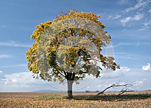 Osamelý strom malé 