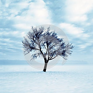 Lonely tree in snow
