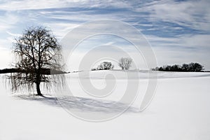 Lonely tree in snow covered hill