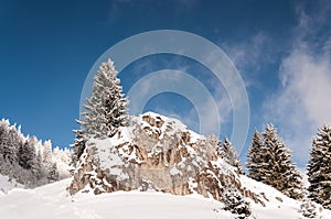 Lonely tree on a snow covered rock