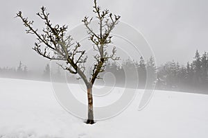 Lonely tree in snow scape (Spain)