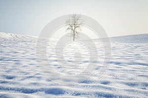 A lonely tree in the snow, winter scene. photo