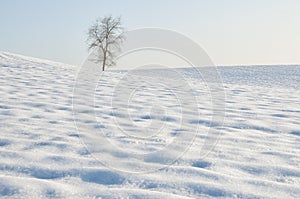 A lonely tree in the snow, winter scene, photo