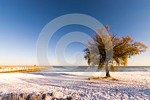 Lonely Tree On A Snowed Beach