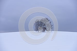 Lonely tree in snowy field