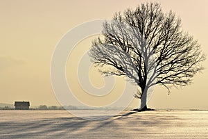 Lonely tree on a snowy field.