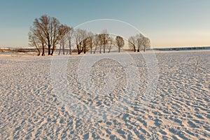 Lonely tree on a snowy field in winter