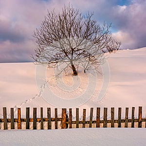 Lonely tree on snowy hillside behind the fence