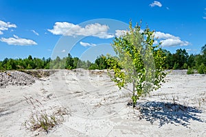 Lonely tree on a soil in erosion