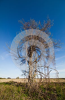 Lonely tree in the spring