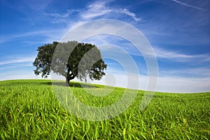 Lonely tree in spring landscape