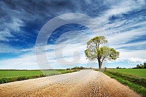 Lonely tree in spring near gravel road