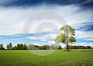 Lonely tree in spring on pature field photo