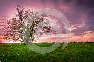 Lonely tree , spring sunset