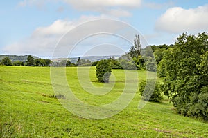 A lonely tree standing in a field overgrown with grass, forest hills visible in the background.