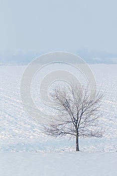Lonely tree standing on a field with snow Winter landscape