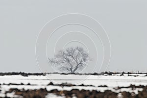 Lonely tree standing on a field with snow Winter landscape