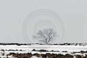 Lonely tree standing on a field with snow Winter landscape