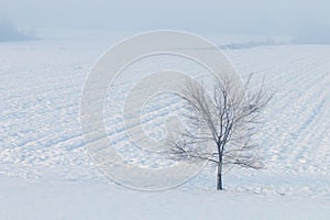 Lonely tree standing on a field with snow Winter landscape