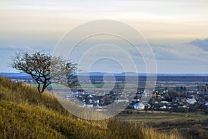 Lonely tree standing on a hill overlooking a city