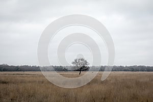 Lonely tree standing in the middel of the Hijkerveld near Smilde photo