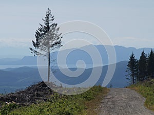 A lonely tree stands on the edge of a clear cut on the Sunshine Coast