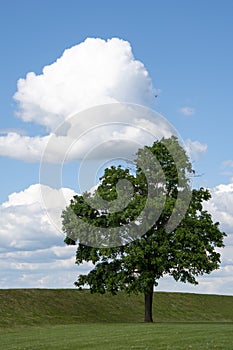 A lonely tree stands in a field against a cloudy sky