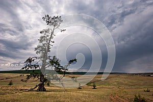 A lonely tree stands in a field with gloomy clouds on the sky.