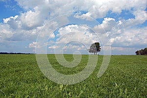 A lonely tree stands in the middle of a green field under a blue sky with clouds