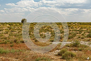 Lonely tree in the steppe of Kazakhstan