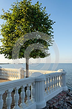 Lonely tree on a stone balcony on the sea background