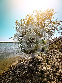 Lonely tree on a stone beach near the river Danube.