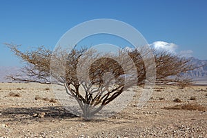 Lonely tree in stone desert