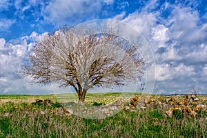 Lonely tree and stones in the middle of the field on the background of blue cloudy sky